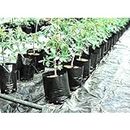 VINAYAKAMART Vegetable Plants for Home Garden Grow Bag 24x24 inch -10 pcs (Black)