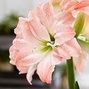 Striped Amadeus Amaryllis Lily Flower Bulbs Good Size Pack Of 6 By LIVE GREEN,Multicolour,LIVE-BULB01