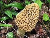 Eunivus Morel Mushroom Spores in Sawdust Bag Garden Mushrooms Spore Grow Kit Makes 5 gal…
