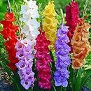 Kraft Seeds Gladiolus Flowering Bulbs (Multicolor, 5 Bulbs) | Fragrant Flower Bulbs for Home Gardening | Bulbs for Indoor Home Decor | Flowering Bulbs | Fresh Seeds for Flower Pots