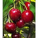 Ritz Farming® Cherry seeds | red cherry fruit seeds For Your Garden and home planting Pack of 5 seeds