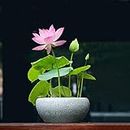 Dwarf Pink Lotus Flower 15 Seeds For Home Garden- High Germination Seeds