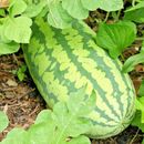26+CONGO WATERMELON Seeds Organic Heirloom Vine XL 30-50lbs Summer Garden Easy