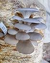 Gachwala White Oyster Mushroom Spawn - (Pack of 400 Gm), High Yield Oyster Mushroom Seeds, Edible CO2 Variety, White Micelium Spores, Grain Based Seeds for Mushroom Cultivation and Growing