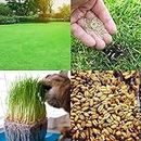 SHOP 360 GARDEN Lawn grass (Bermuda) 1000 seeds, Get Cat grass/Wheat grass 1000 seeds