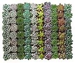 Shop Succulents | Radiant Rosette Live Plants, Hand Selected Variety Pack of Mini Succulents | Collection of 100