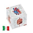 Cubo di Studio Anatomia Umana IN ITALIANO | Studia 9 parti del corpo umano | Cubo Modello di Anatomia | Ottimo regalo per infermieri e studenti di medicina
