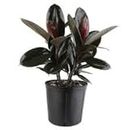 Rubber Fig' Natural Live Plant in Pot Indoor Plant - Medium Rubber Plant/Black Prince Rubber Plant for Indoor Home Decoration & Air Purification CF_72