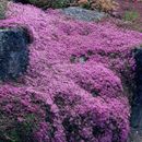 Creeping Thyme 2000 Seeds Perennial Flower Lawn Alternative Flowers Ground Cover