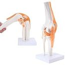 SKUMOD Anatomical Medical Knee Joint with Ligaments Model, Life-Size, for Medical Teaching Students Study Science Education