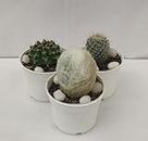 Liebigs Mammillaria Bunny Colorful low maintenance Air Purifier Live Cactus pack of 3, plant