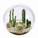 Cactus Succulent Terrarium Kit from Unique Gardener - Grow Your Own Desert Oasis - Easy Setup, Just Add Water - Great for Office or Home!…