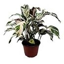 BubbleBlooms Calathea Stella in a 4 inch Pot Rare Variegated Prayer Plant, Cathedral Plant, Green and White