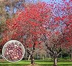 Bulbs N Plants Kingdom- Coral flower tree/Erythrina seeds (More than 10 seeds)