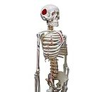 Witeg Skeleton Model with Stand |Skeleton for Bio Students | 5 Feet Skeleton Model