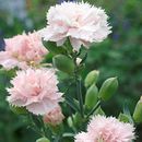 La France Carnation Seeds | Non-GMO | Free Shipping | Seed Store | 1252