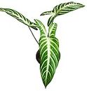 The Four Seasons Xanthosoma Caledium Lindenii Magnificum Rare Natural Live Plant in Pot