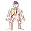 DeFieltro Fühlte den menschlichen Körper mit Knochen und Organen - Montessori der in Teilen abnehmbare menschliche Körper - Anatomiespiele für Kinder - Lernspielzeug für das menschliche Skelett
