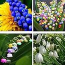 NooElec Seeds India Scented Lily of The Valley Convallaria Easy to Grow, Exotic Flower Seeds- 30 Seeds