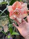 RADHA KRISHNA AGRICULTURE Amaryllis Double Flowering Bulbs | peach flowers bulbs | Pack of 2 Bulbs
