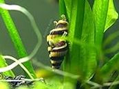 5 Live Assassin Snails (Clea helena - 1/2 to 1 Inch) - Removes All Pest Snails! by Aquatic ArtsTM by Aquatic ArtsTM (formerly InvertObsessionTM)