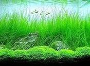 Potted Tall Hairgrass - Easy Aquatic Live Plant by Aquarium Plants Discounts