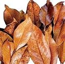 Magnolia Leaf Litter, 30-35 Premium Whole Natural Organic Hand Picked Leaves for Bioactive Enclosures, Reptiles, Amphibians