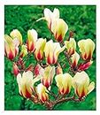 BALDUR Garten Magnolie "Sunrise", 1 Pflanze, Flachwurzler, winterhart, blühend, unvergleichliches Farbspiel mit unzähligen Knospen, Meisterzüchtung, Magnolia