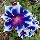 100pcs/pack Morning Glory Seeds Beautiful Perennial Flowers Seeds for Garden qc…