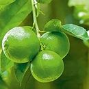 AZIZ GAZI NURSERY Green Lemon Grafted Live Plant | Lemon Seedless All Season Container Suitable Plant | Healthy Live Plant | Nimbu Live Plant with Grow Bag | Plant for Outdoor & Home Garden