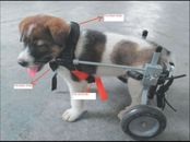 Carrellino ortopedico per cane S Best Friend Mobility supporto posteriore