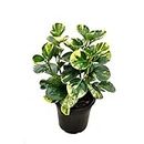 OhhSome Plant For Indoor Peperomia Variegated Live Low Light Plants - Gardening|Home Decoration|Hanging Basket (Healthy Plant)