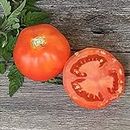 Tomato RED Russian 15+ Heirloom Seeds Vegetable Garden Cool Climate red Round