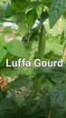 luffa gourd seeds for planting 10 seeds 