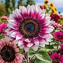 ZEshops 50pcs Rare Strawberry Pink Sunflower Seeds - Non-GMO Heirloom Variety for Your Unique Garden