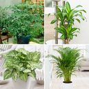 4 x Indoor House Plant Collection Plants in 12cm Pots Indoor Plants Easy to Grow