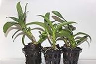 Living Colours Farm Three (3 Nos) Dendrobium Live Orchid Plants Tissue Culture Assorted Colour With Pot