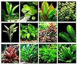 40 Live Aquarium Plants / 12 Different Kinds - Custom Combo (Amazon Swords, Anubias , Java Fern, Ludwigia, Cryptocoryne and much more!) Great plant sampler for 25-40 gal tanks!
