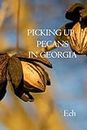 Picking Up Pecans in Georgia