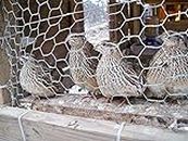 Fertile Coturnix Quail Hatching Eggs (24 Eggs)