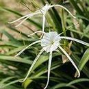 2 Spider Lily Bulbs, Hymenocallis littoralis Bulbs, White Flower Spider Lily