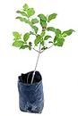 Creative Farmer Live Plant Sarpagandha-Rauwolfia Serpentina-Live Sarpagandhi (Rauvolfia Serpentina) Herbal Plants (1 Healthy Live Herb/Medicinal/Ornamental Plant) D