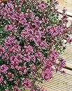 Thyme Creeping Red herb aromatic leaves crimson red flowers summer loved by bees ground cover 9cm pot