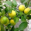Creative Farmer Live Plant Lime Lemon Indoor Home Garden Plant(1 Healthy Live Plant) (PLANT-53-LEMON97ll@)