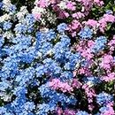 3000+ Mix Forget-Me-Not Seeds for Planting, Heirloom Non-GMO Flower Seeds for Home Garden Yard Ground Cover, Blue, White, Pink