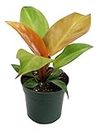The Four Seasons Philodendron Prince of Orange Rare Natural Live Plant in Pot