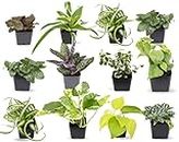 Easy to Grow Houseplants (12 Pack) Live House Plants in Plant Containers, Growers Choice Plant Set in Planters with Potting Soil Mix, Home Décor Planting Kit or Outdoor Garden Gifts by Plants for Pets
