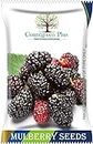 Countgreen Plus Organic Mulberry (Sehtut) Non-GMO Plating 100 Fruit Seeds for Home, Garden, Terrace, Balcony - All Season Growing Seeds