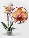 Real Live Phalaenopsis Orchid Plants, Variety Varese Patterned Yellow/Orange Blooms in 12cm Pot - Florist Present The Live Twin Spiked Phalaenopsis Moth Orchid