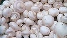 100 Grams of White Button Mushroom Spawn Mycelium to Grow Gourmet Mushrooms at Home or commercially - G1 or G2 Spawn
